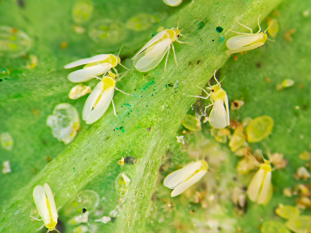 Como combater a mosca branca