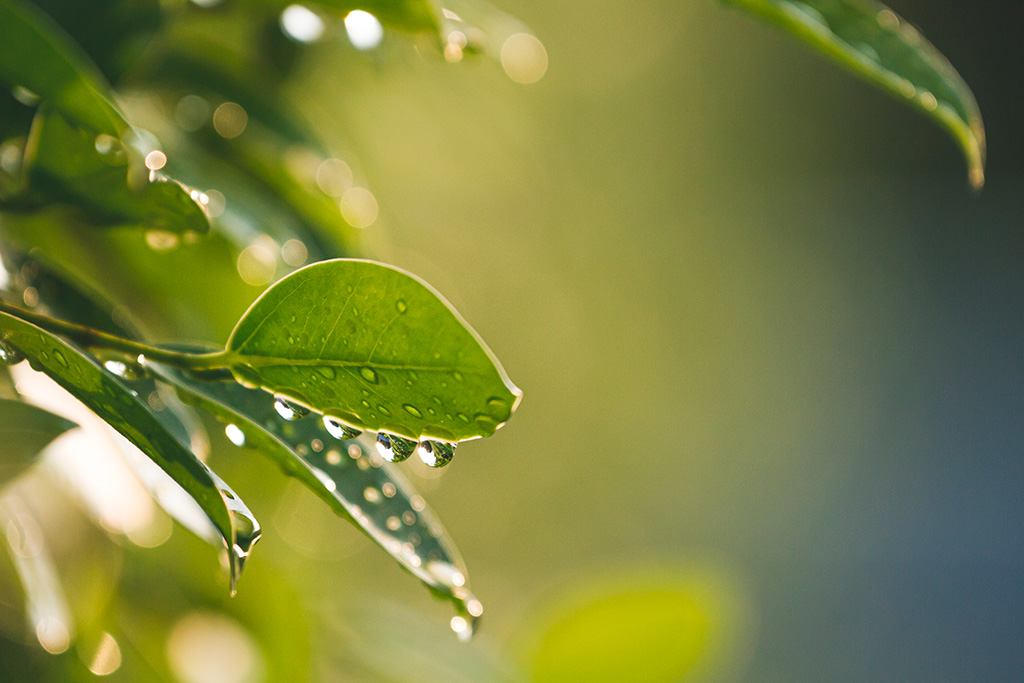 Veja como escolher o adjuvante agrícola ideal para você