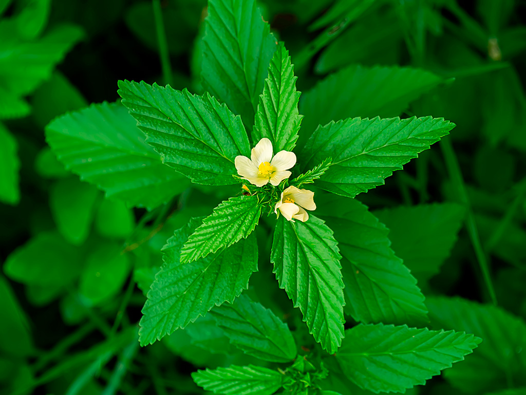 Veja dicas para combater a guanxuma com eficiência