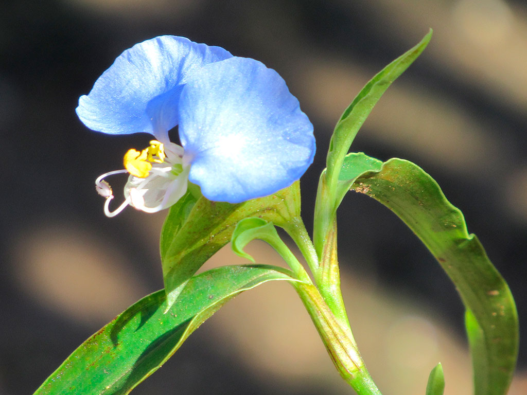 Como controlar a trapoeraba de maneira eficiente?