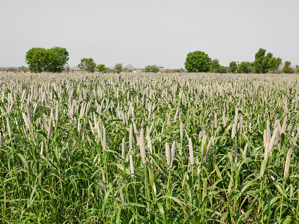 Como cultivar Milheto