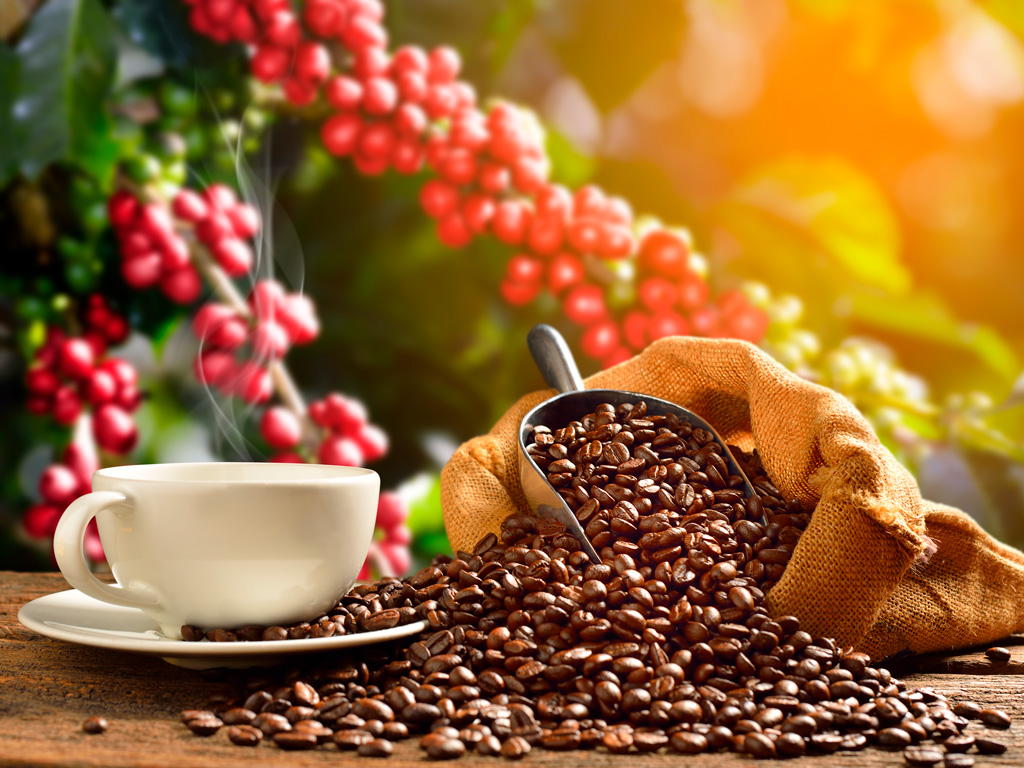 Como evitar perdas na colheita do café