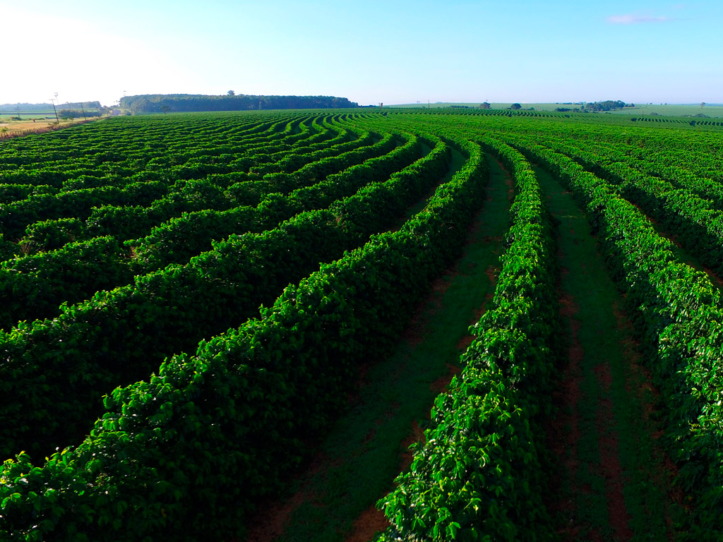 Como fazer uma excelente colheita de café
