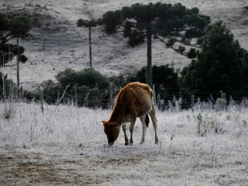Geada no campo. Como diminuir os prejuízos em sua lavoura.