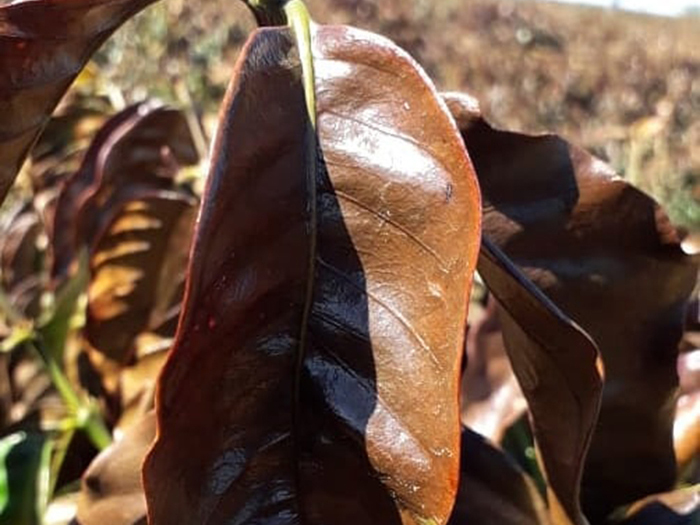 Geada no sul de Minas. Impactos e prevenções na cafeicultura