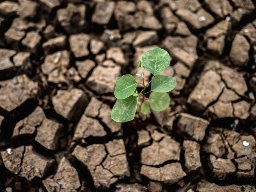 7 dicas para minimizar os efeitos da seca no agronegócio