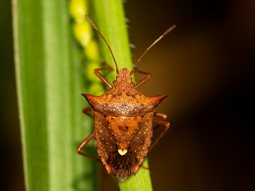 Como controlar percevejos na agricultura