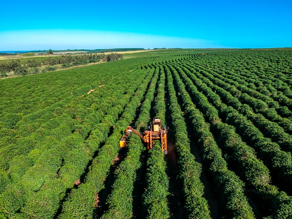 Veja estimativas e os maiores desafios da colheita do café