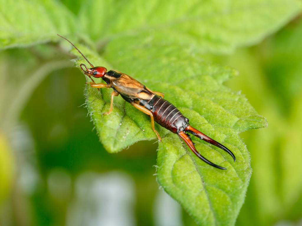 O que são Dermápteros e como podem afetar sua lavoura