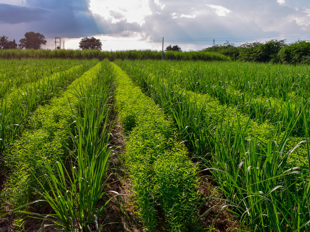 Plantas de Cobertura