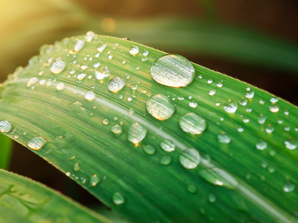 Adubação Foliar: O que é e como fazer