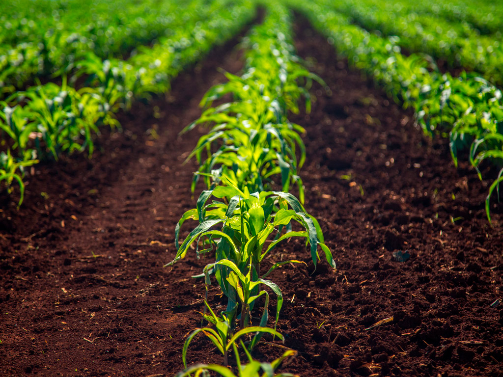 Planejamento Agrícola da cana-de-açúcar após a colheita