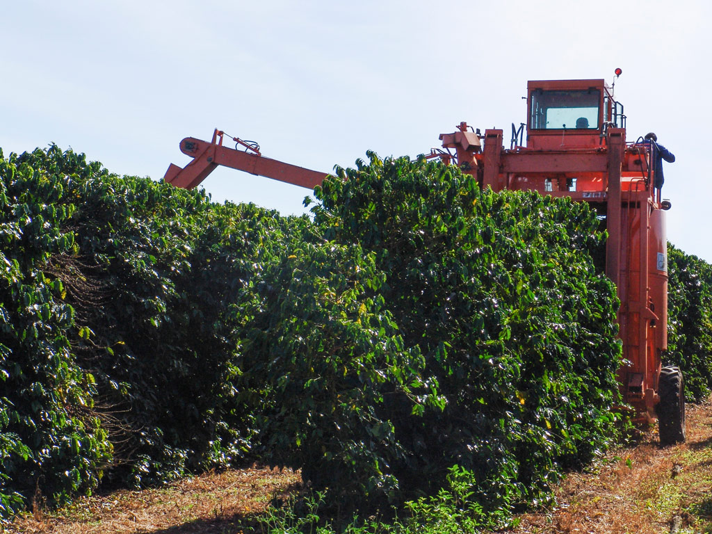 Colheita Mecanizada de Café: veja se é viável na sua fazenda
