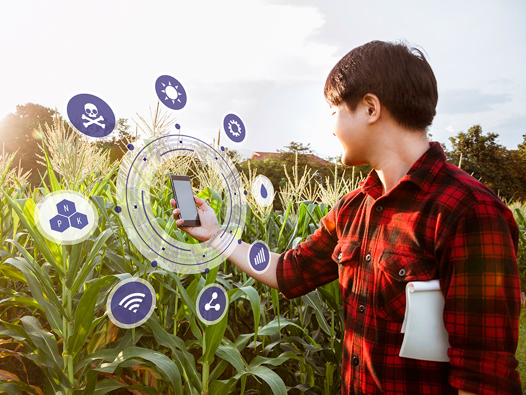 Dicas para elevar a produtividade da plantação de milho