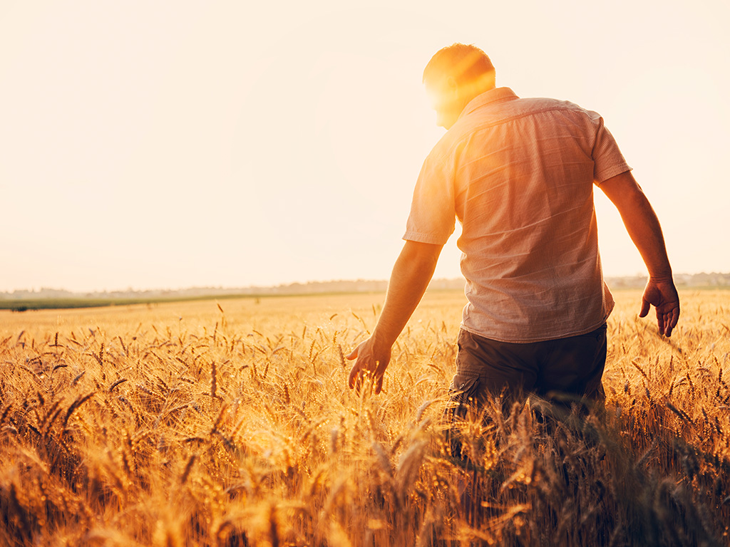 Cultivo do trigo: Conheça e saiba como planejar essa cultura