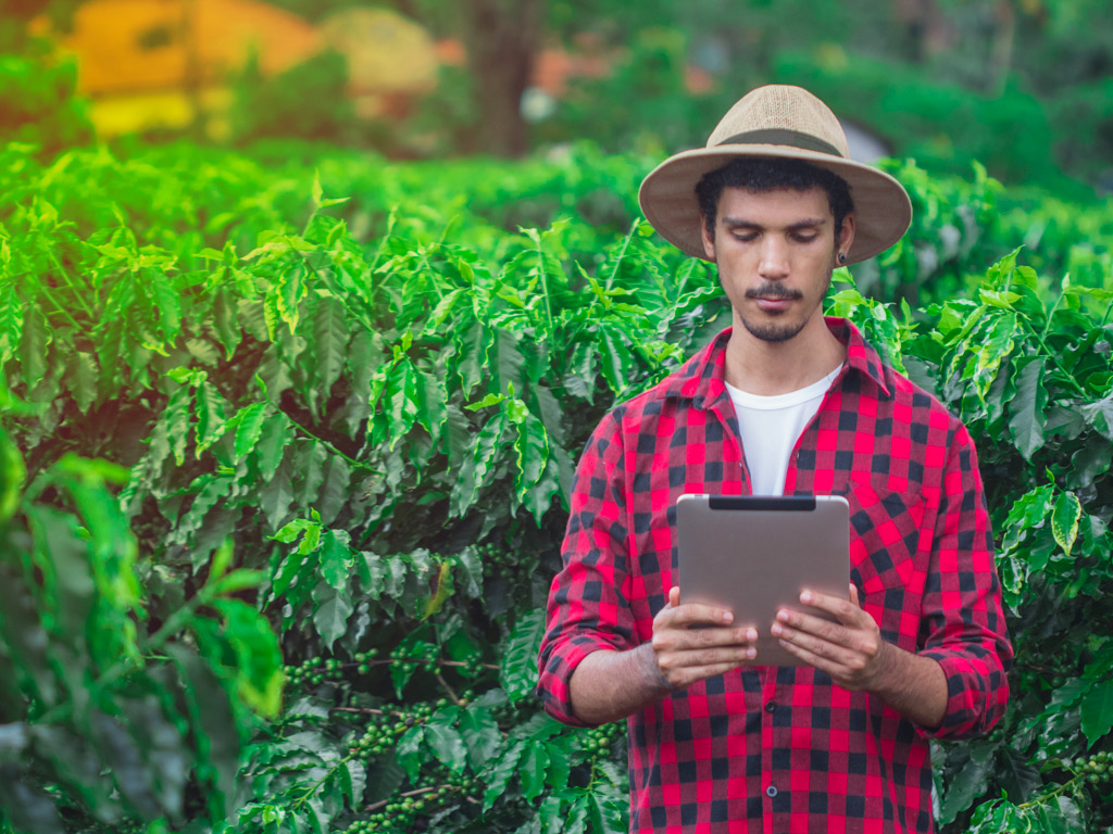 Gestão e tecnologia: melhore o rendimento da saca de café