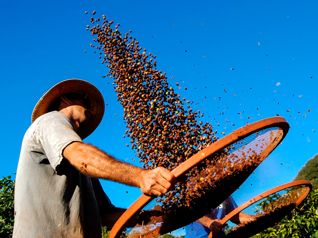 4 medidas para melhor gestão da pós-colheita do cafeeiro
