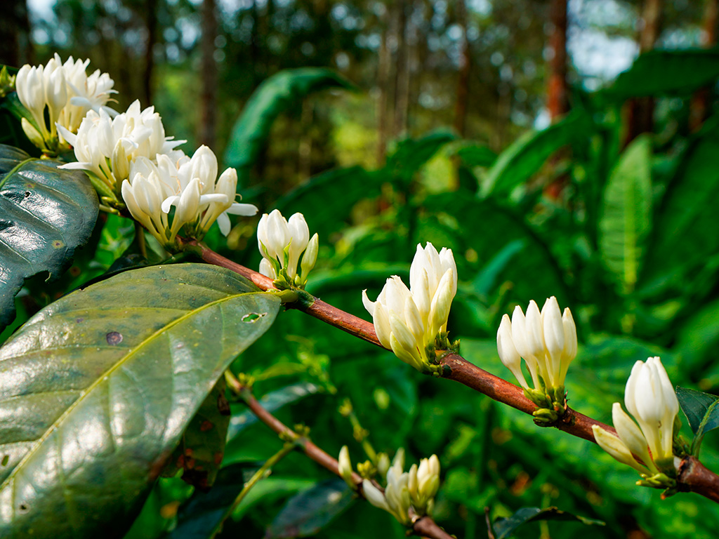 Florada do Café: Veja exigências e quando usar o adubo