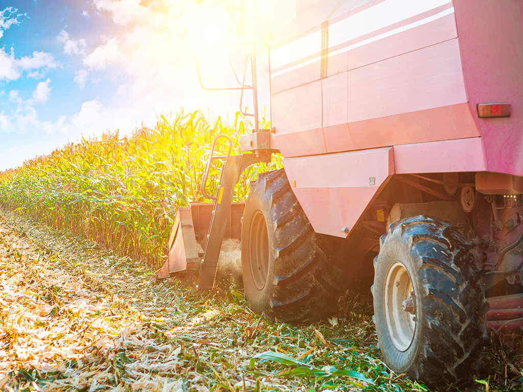 6 dicas para conduzir uma excelente colheita do milho