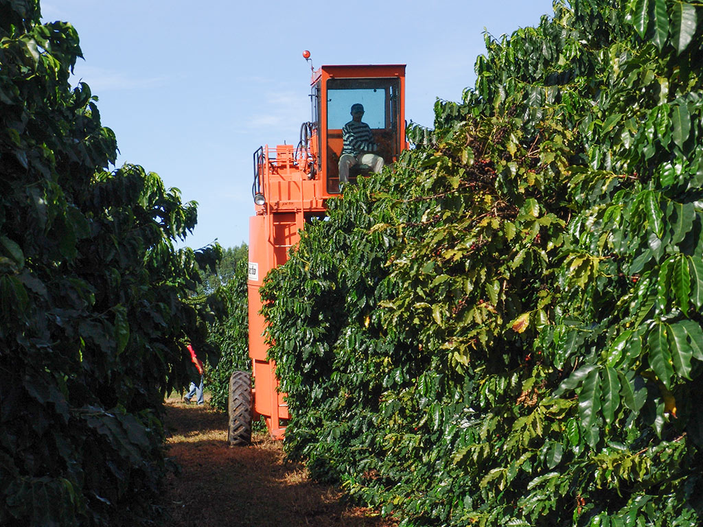 A etapa da colheita na cafeicultura