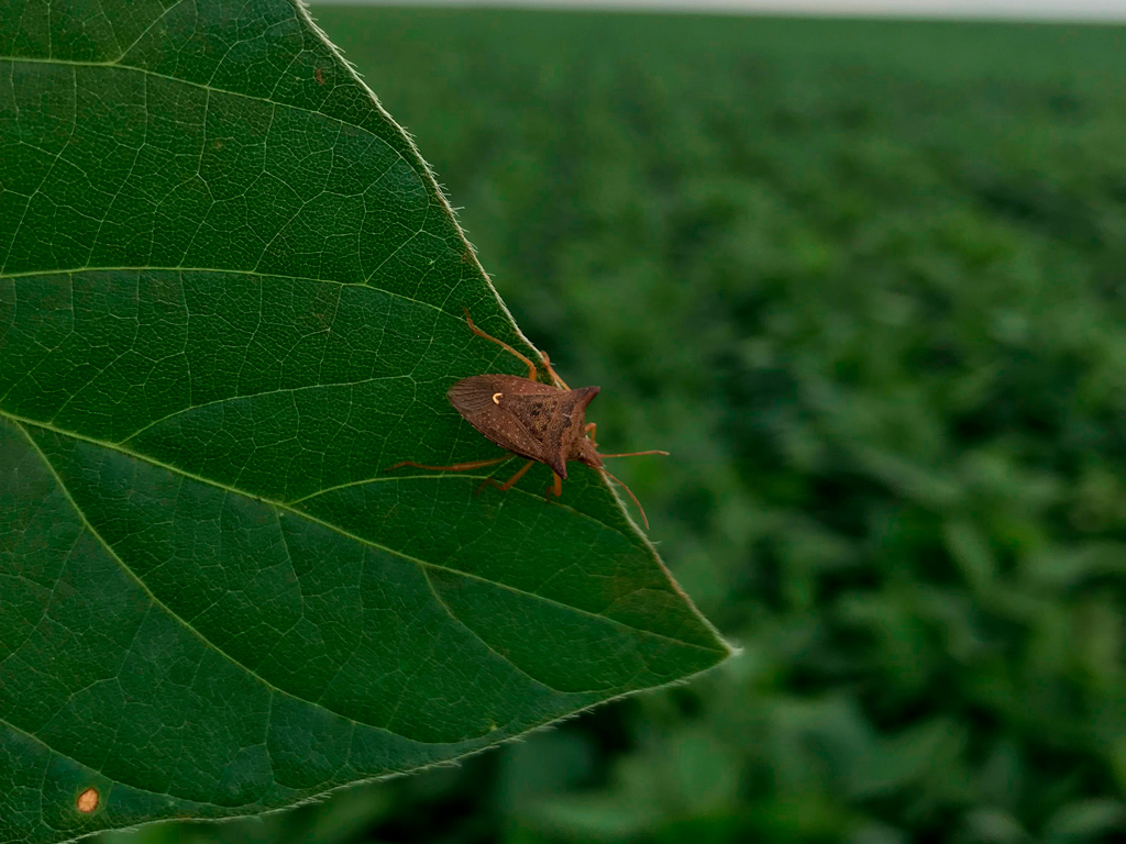 Manejo integrado de pragas: O que é e quais suas vantagens