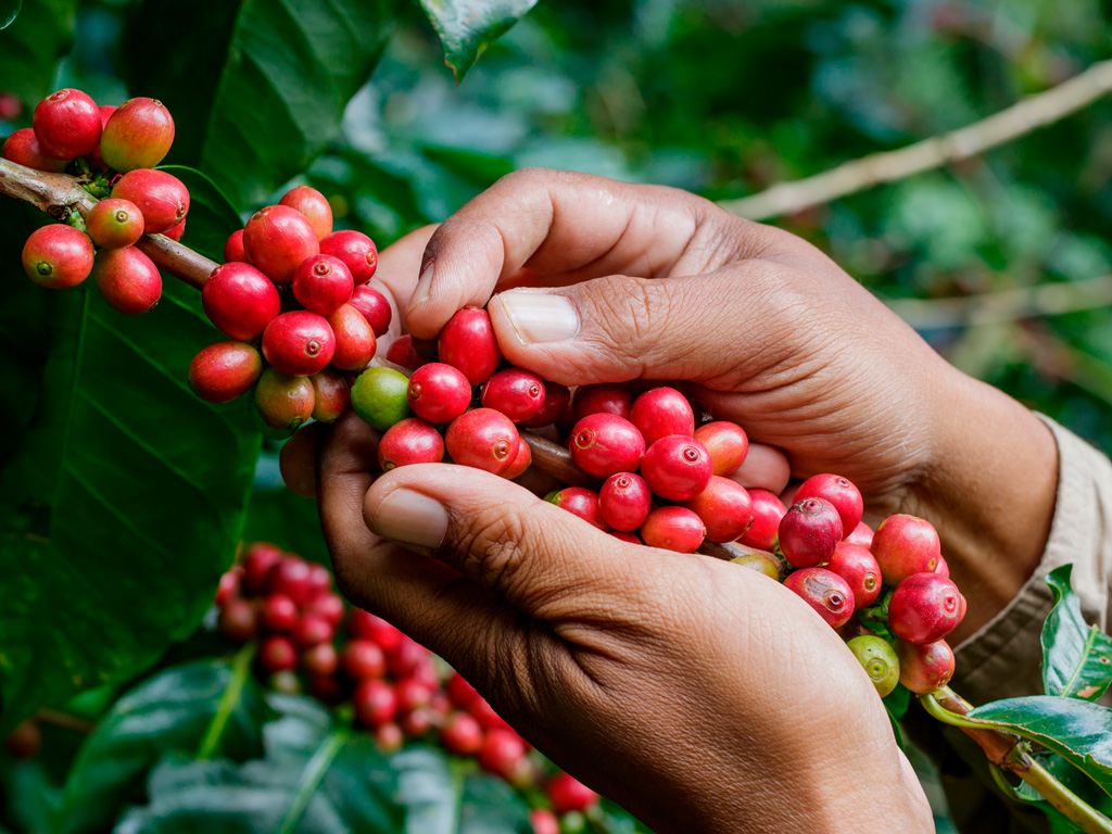 O Manejo Integrado de Pragas (MIP) na cafeicultura