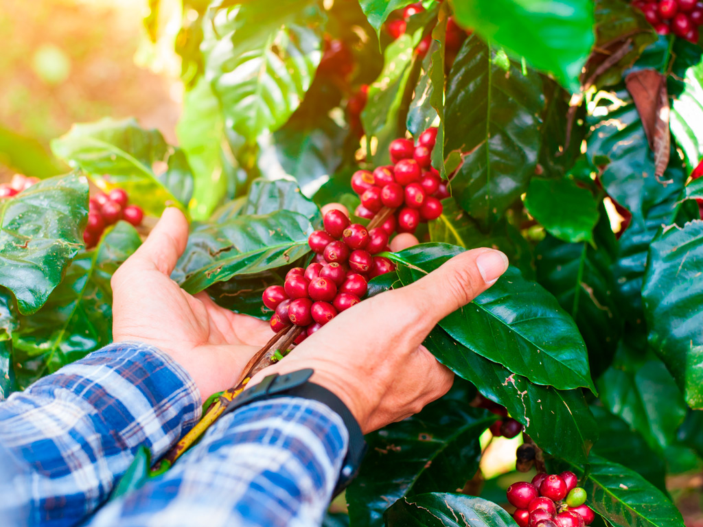 Dicas para melhor combate às pragas do cafezal