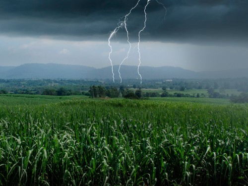 Como a Volta da Chuva Ajuda na Recuperação do Canavial