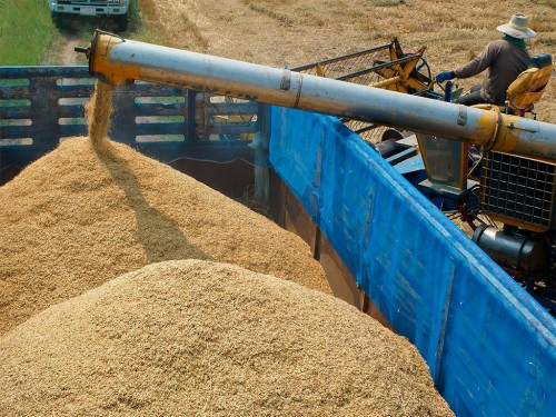 Situação e expectativas da colheita do arroz em 2021