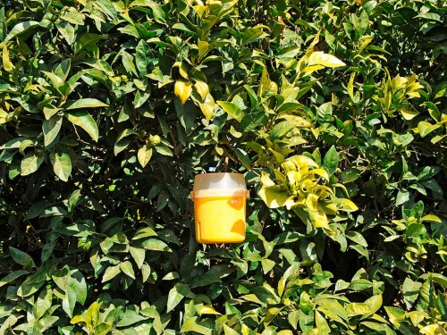 Manejo Integrado de Pragas (MIP): Controle Comportamental