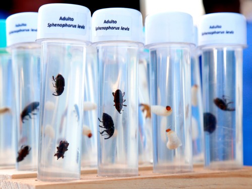 Manejo Integrado de Pragas (MIP): Controle Genético