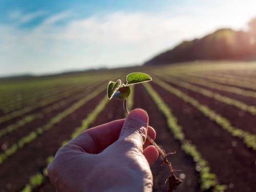 Cultivo da Soja: Tudo o que deve ser feito para a excelência