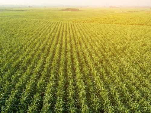 Gestão de Custo Agrícola no Plantio da Cana-de-Açúcar