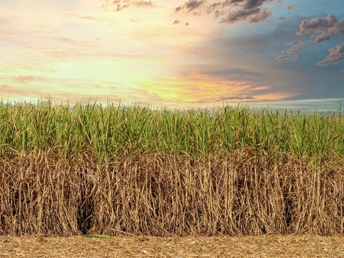 Gestão de Custo Agrícola com a Soqueira de Cana-de-Açúcar