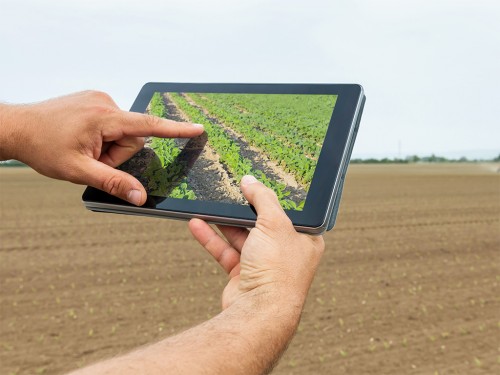 Como Aplicar Gestão Agrícola a Pequenos Produtores de Soja