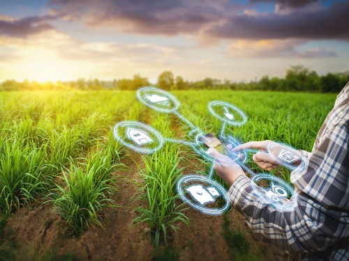 Custo Agrícola no Início de Safra e na Renovação do Canavial