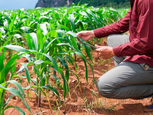 Como Melhorar a Gestão da Fazenda com um Software Agrícola