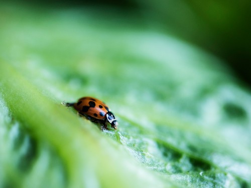 Manejo Integrado de Pragas (MIP): Controle Biológico
