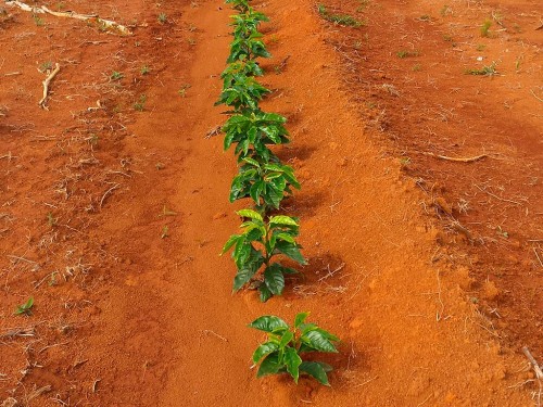 Nutrição e adubação do cafezal: Tudo o que você deve saber!