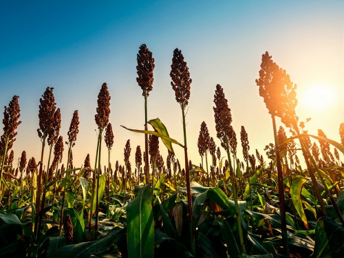 Plantação de Sorgo: Entenda suas características e benefícios