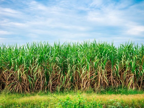 Plantas daninhas na cana-de-açúcar e indicação de manejo