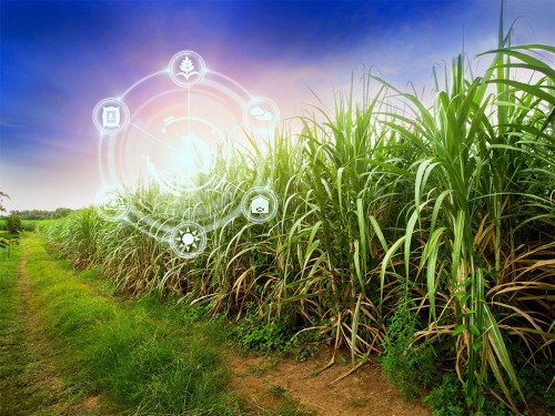 Como Definir os Processos Corretos para Gestão da Fazenda