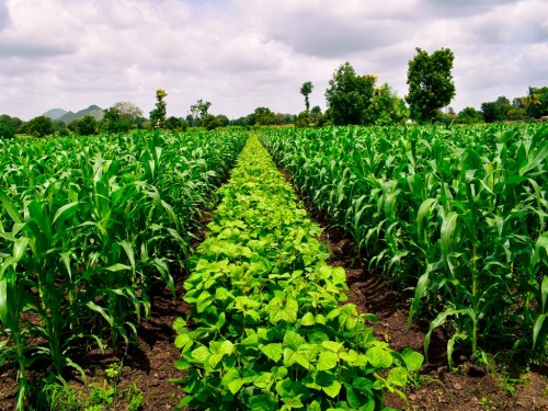 Manejo Integrado de Pragas (MIP): Controle Cultural