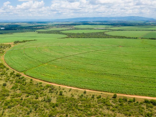 Cultura Canavieira: Uma Nova Era Focada em Sustentabilidade