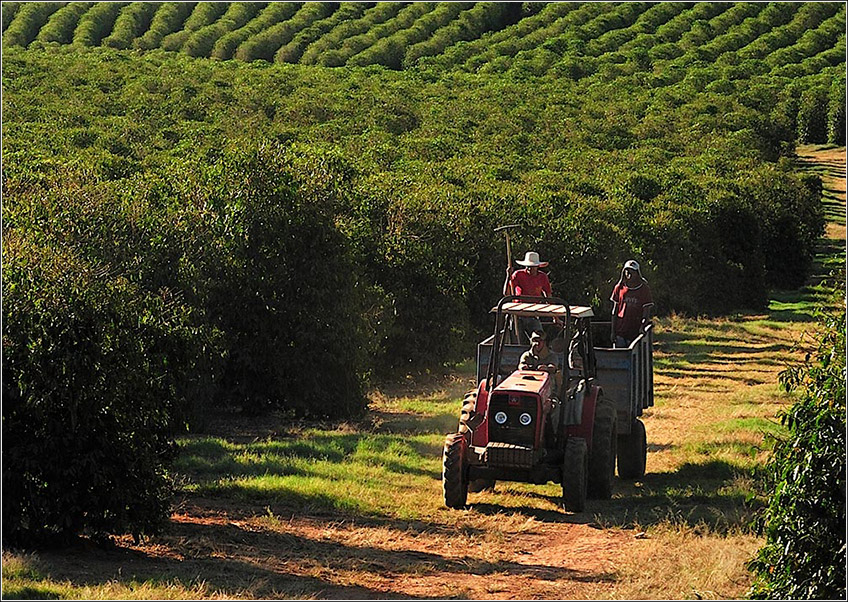Plantação de Café