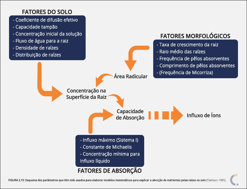 Absorção dos Nutrientes pelas Raízes Absorção dos Nutrientes pelas Raízes