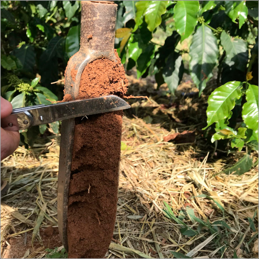 Amostragem do Solo do Cafezal