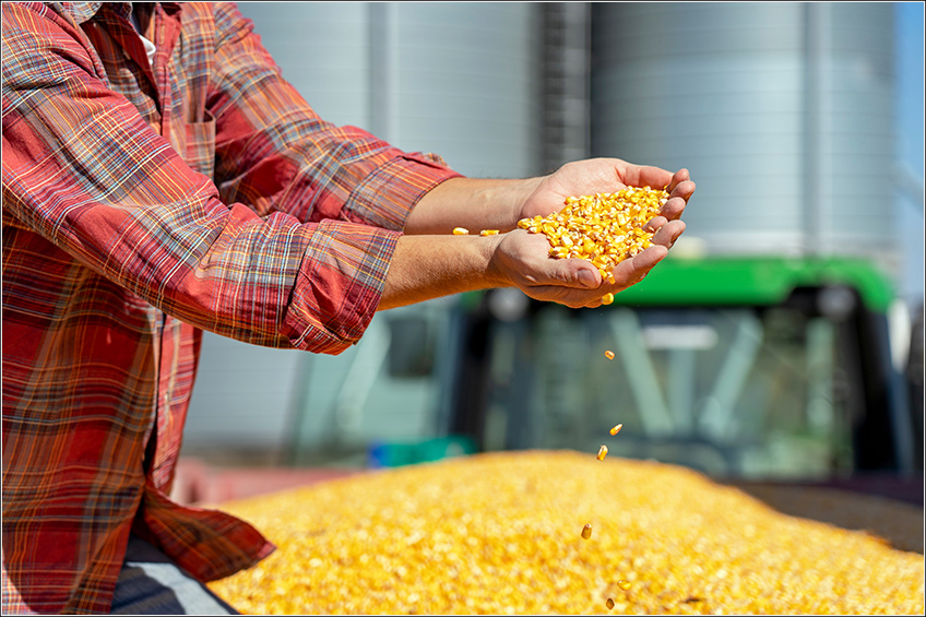Armazenagem de Milho em Silos Armazenagem de Milho em Silos