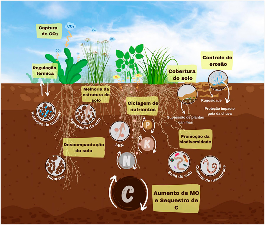 Benefícios ao Funcionamento do Solo Fornecidos pela Utilização de Plantas de Cobertura Benefícios ao Funcionamento do Solo Fornecidos pela Utilização de Plantas de Cobertura