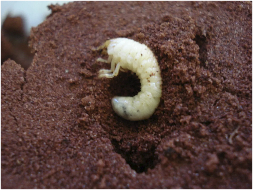 Larva da Broca dos Rízomos